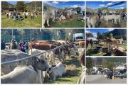 43ª Mostra Bovina della Valle Vigezzo: sole, pubblico e tradizione a S. M. Maggiore