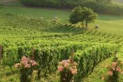 Maggiora, appuntamento con la "Cena tra i Filari"