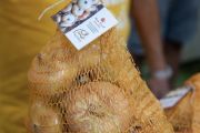 Torna la Fiera della Cipolla Bionda di Cureggio e Fontaneto