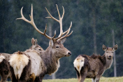 Una giornata all’Alpe Veglia per osservare i cervi in amore con i guardiaparco 