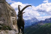 In Valle Antrona una serata dedicata allo stambecco delle Alpi