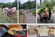 La Scargàa di alp, a Bognanco si festeggia il ritorno bestiame al piano
